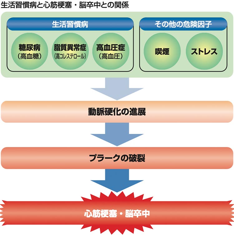 生活習慣病と心筋梗塞・脳卒中との関係