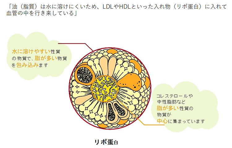 リボ蛋白の説明画像