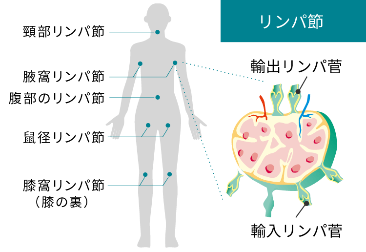 リンパ節のイメージ写真